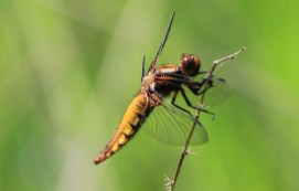 Broad Bodied Chaser (female)