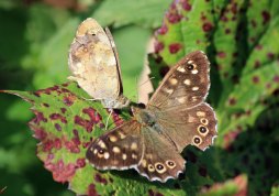 Speckled Wood - mating ritual