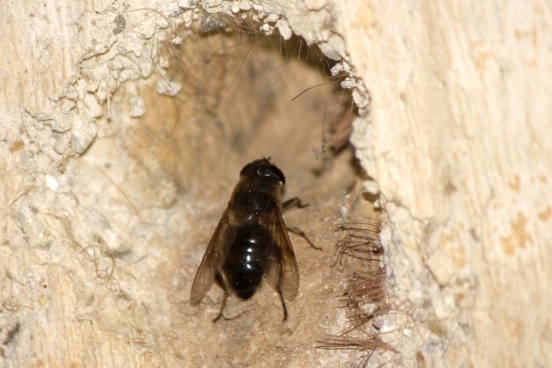 A Blue Mason bee, a type of solitary bee, in the cob wall of one of our barns.