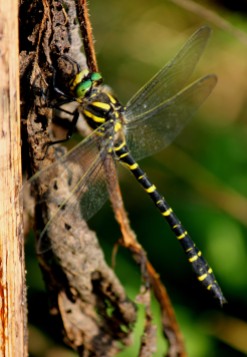 Golden-ringed Dragonfly. A voracious hunter.