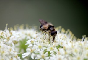 Hoverfly (Cheilosia illustrata)