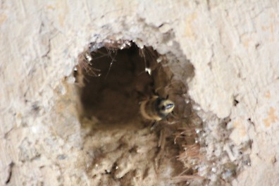 A Leaf Cutter bee nesting in a cob wall.