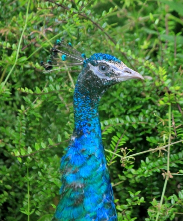 Peacock - a visitor from Stafford Barton