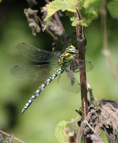 Southern Hawker - male. Doesn't often land, so difficult to photograph!