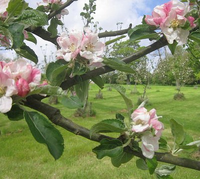 May apple blossom, 2014