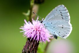 Holly Blue underwing