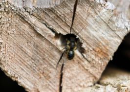 Solitary bee's log-pile nest