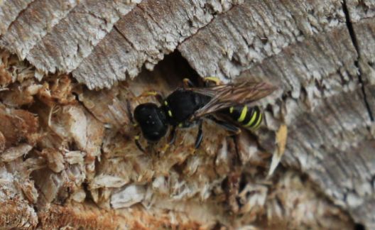 Solitary wasp – of the Ectemnius species