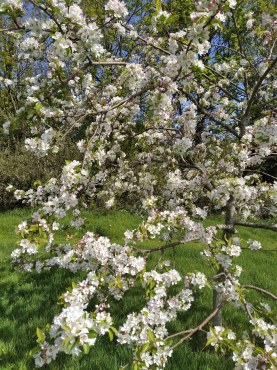 Late April blossom