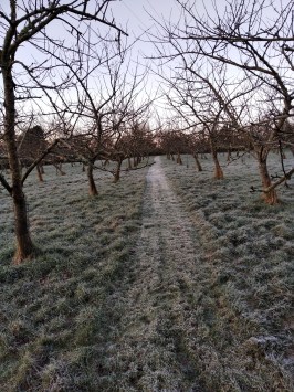 February frost