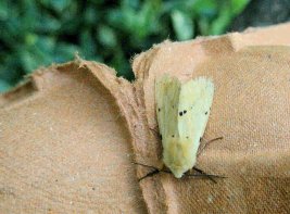 Buff Ermine moth (colour can vary)
