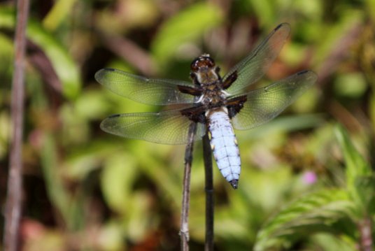 Male Broad-Bodied Chaser