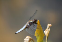 Male Broad-Bodied Chaser