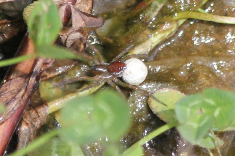 Wolf spider (piratula latitans) with an egg sac